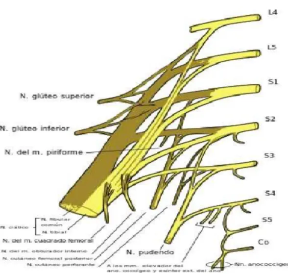 Gambar 1.3 Pleksus sacralis
