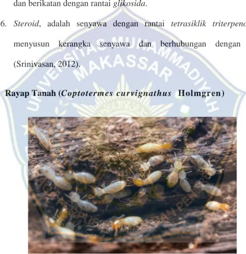 Gambar 2. Rayap Tanah  (Coptotermes curvignathus  Holmgren) 