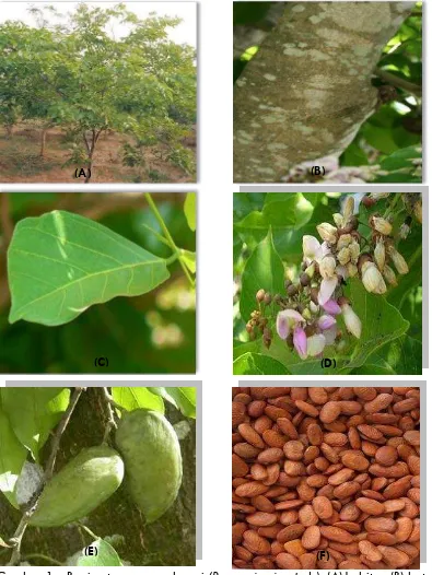 Gambar 1.   Bagian tanaman malapari (Pongamia pinnata L.); (A) habitus; (B) batang;             (C) daun; (D) bunga; (E) buah; (F) biji 