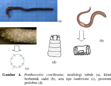 Gambar 4. Ponthoscolex corethrurus: morfologi tubuh (a), klitelum 