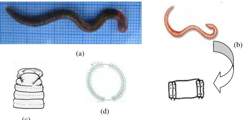 Gambar 6.   Megascolex sp.: morfologi tubuh (a), klitelum berbentuk annular (b), prostomium tipe epilobus (c), seta perichitine (d)