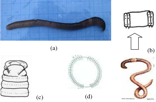 Gambar 7. Pheretima sp.: morfologi tubuh (a), klitelum berbentuk annular (b), prostomium tipe epilobus (c), seta perichitine (d)