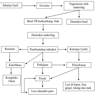 Gambar.1. Patogenesis Tuberkulosis. 7 