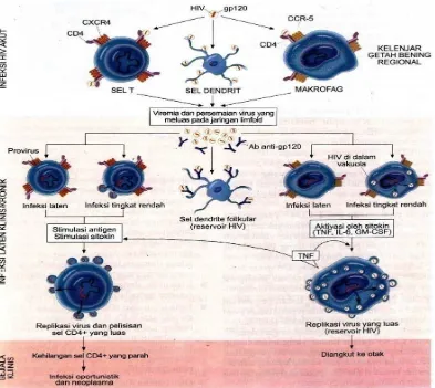 Gambar. 3. Patogenesis Infeksi HIV-1. 30 