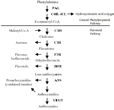 Gambar 3. Biosintesis flavonoid 
