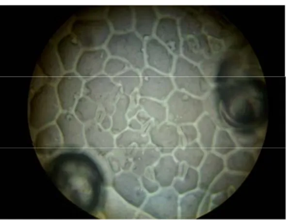 Gambar 6. Pengamatan Stomata Bagian Bawah Pada Hari ke-24 Dengan  Perbesaran 400X 