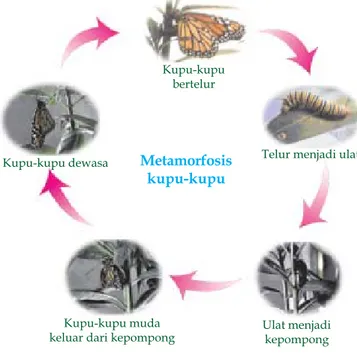 Gambar 1.3  Metamorfosis kupu-kupu