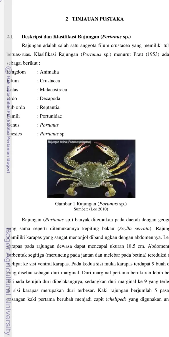 Gambar 1 Rajungan (Portunus sp.) 