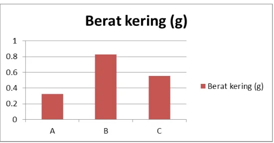 Grafik 5. Berat kering