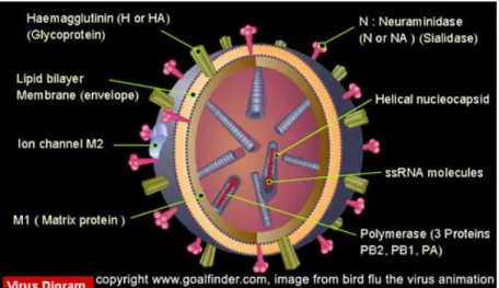 Gambar 2.Struktur virus H5N1 
