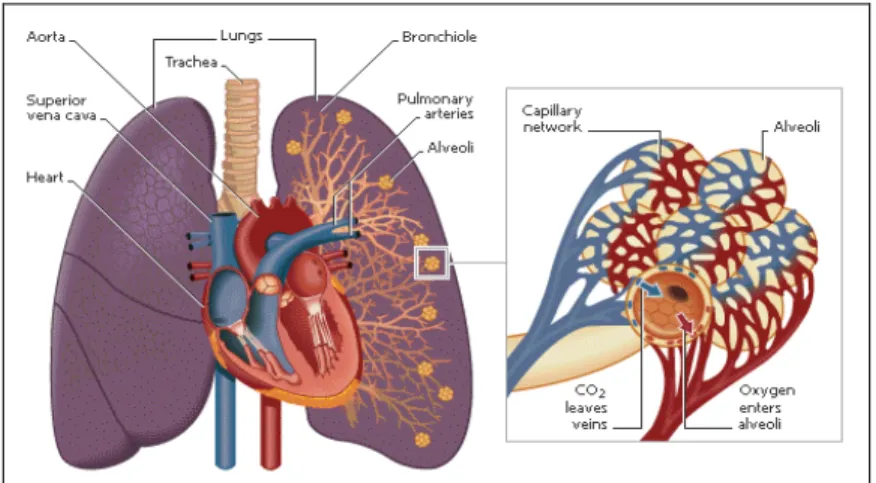 Gambar 1. Penampang paru-paru dan alveoli (Rhoades dan Bell, 2009) 