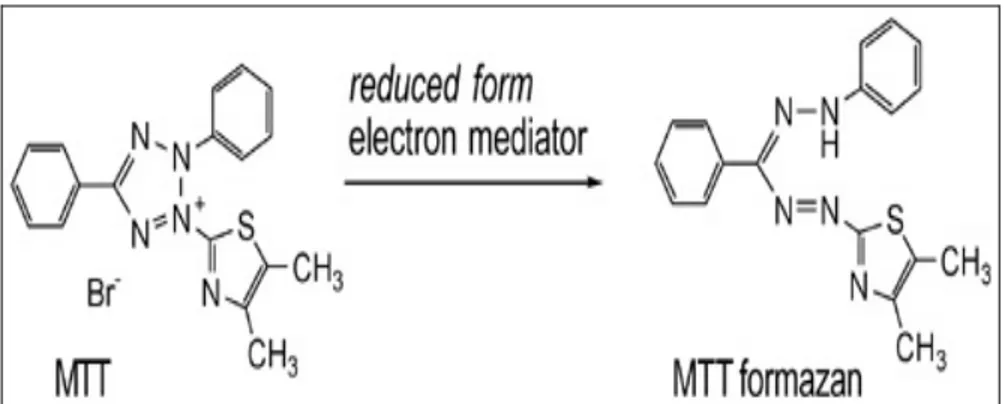 Gambar 3. Reaksi reduksi pewarna MTT menjadi formazan (Prosecus, 2006) 