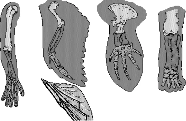 Gambar 1. 5 Homologi anggota tubuh depan berbagai macam VertebrataSumber: Encarta Encyclopedia