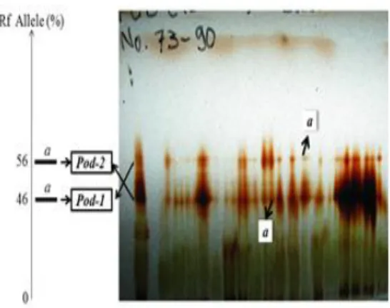 Gambar 2.  Zimogram  berdasarkan  persentase  R f   (Gb.a)  serta  distribusi  alel  a  pada      lokus  Dia-1  dan  Dia-2  (Gb.b)  dari  sistem  enzim  DIA  pada  D