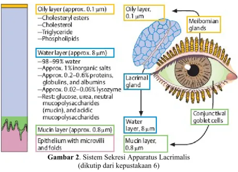 Gambar 2. Sistem Sekresi Apparatus Lacrimalis (dikutip dari kepustakaan 6)