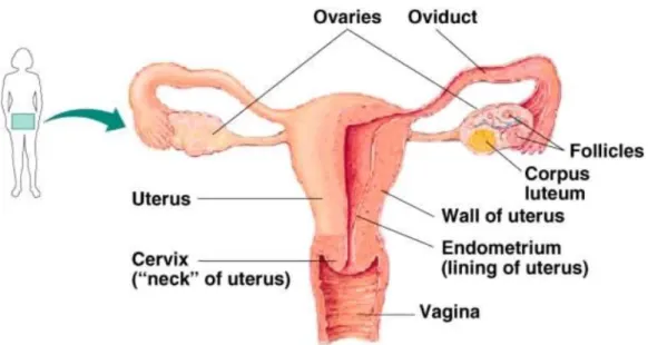 Gambar 1. Organ Interna Wanita 1 Ovarium.