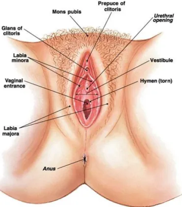 Gambar 2. Organ Eksterna Wanita  7 Labium minora