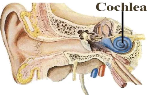Gambar 2.1.  Anatomi Telinga (Dhingra 2007) 