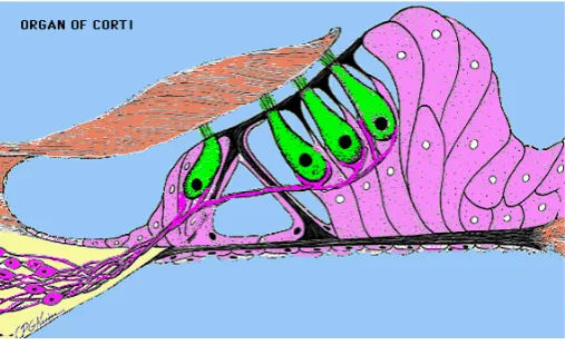 Gambar 2.4  Organ Corti (Dhingra 2007)