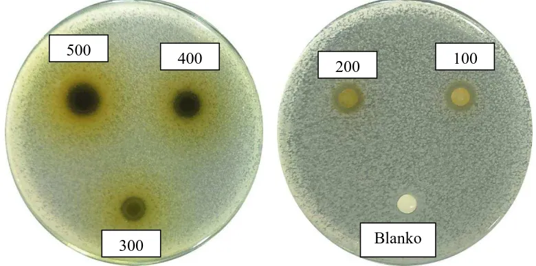 Gambar hasil uji aktivitas antibakteri fraksi beluntas terhadap bakteri Eschericia coli 