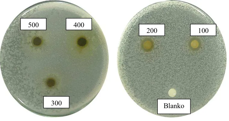 Gambar hasil uji aktivitas antibakteri fraksi beluntas terhadap bakteri Bacillus subtilis 