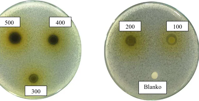 Gambar hasil uji aktivitas antibakteri fraksi air daun beluntas terhadap bakteri Bacillus subtilis 