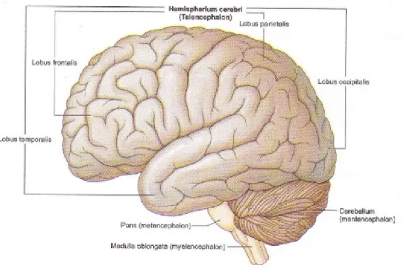 Gambar 1. Serebrum, serebelum, pons, dan medulla oblongata dilihat dari lateral