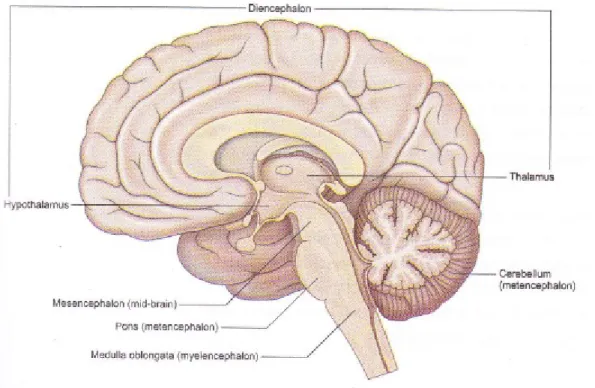 Gambar 2. penampang mid-sagital otak dan batang otak