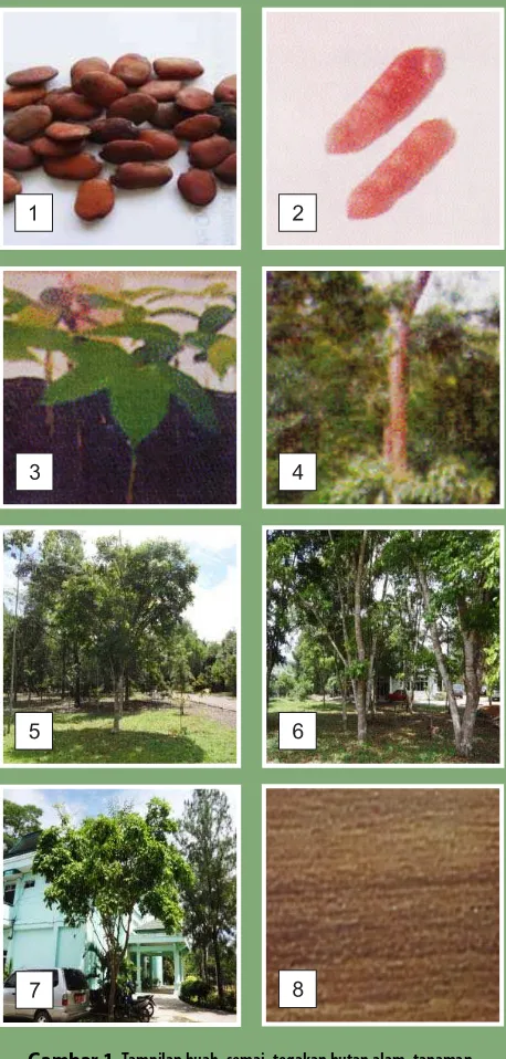 Gambar 1. Tampilan buah, semai, tegakan hutan alam, tanaman, arboretum, pohon penaung dan serat kayu kuku.