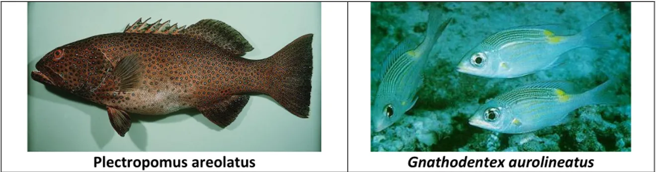 Gambar 1. Contoh empat species ikan target SPAGs:  