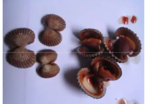 Gambar 2. Sampel Kerang Darah {Anadara 