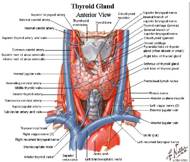 Gambar 4. Vascularisasi kelenjar thyroid (tampak depan)
