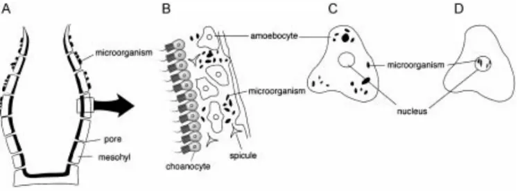 Gambar 2.1 Skema hubungan simbiosis antara spons dengan mikroorganisme, (a) ekstraseluler eksosimbiosis; (b) ekstraseluler endosimbiosis; (c) simbiosis intraseluler; (d) simbiosis intranukleus