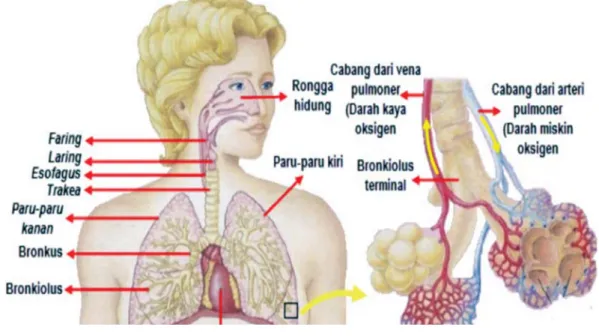 Gambar 3. Alat Pernapasan Manusia Sumber: imron.web.id