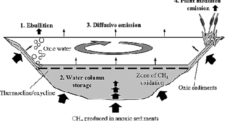 Gambar 18.7. Ilustrasi pembentukan dan transfer dan transport gas metana di kolam 