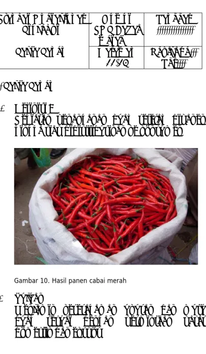 Gambar 10. Hasil panen cabai merah 
