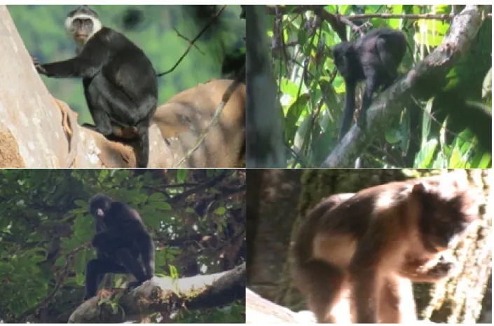 Gambar 3    Empat spesies satwa primata endemik yang ditemukan di lokasi Bekemen, Cimpungan