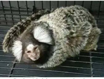 Gambar 1 Induk marmoset bunting