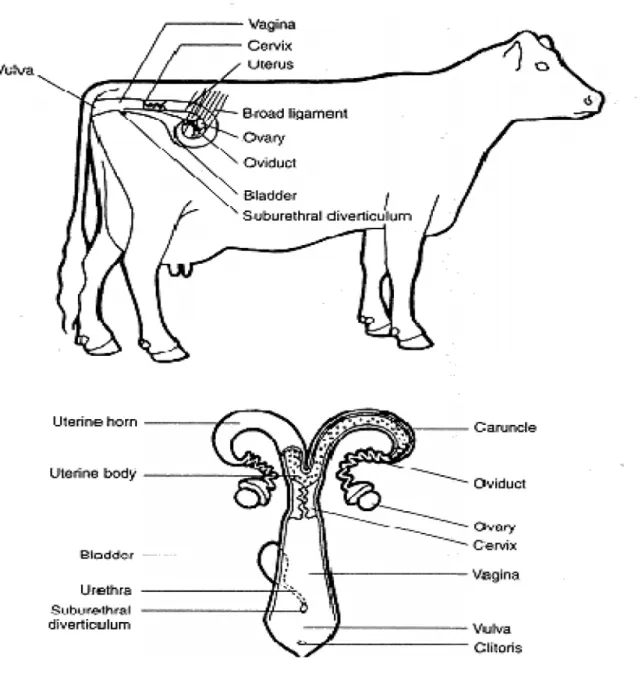 Gambar 1. Sistem reproduksi pada sapi betina (Bearden and Fuquay, 1992)