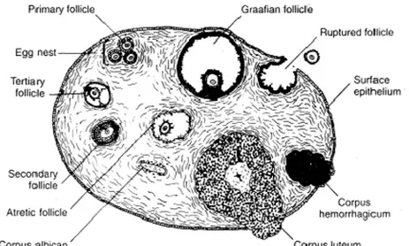 Gambar  2.    Diagram  dan  struktur  yang  dapat  diidentifikasi  dalam  pembelahan  ovarium (Bearden and Fuquay, 1992)