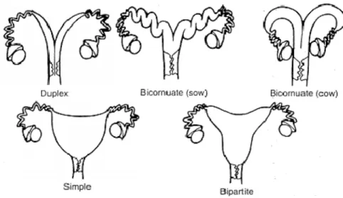 Gambar 6 menunjukkan jenis dasar uterus pada hewan mamalia. Uterus terdiri dari tanduk  uterus,  badan uterus  dan  leher  uterus  (serviks)