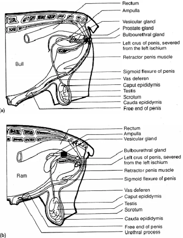 Gambar 7. Diagram sistem reproduksi jantan (a) sapi; (b) ram; (c) babi; dan (d) kuda.