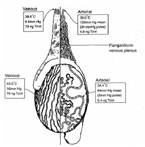 Gambar 8.  Pendiginan testis dengan pertukaran panas melalui sistim sirkulasi
