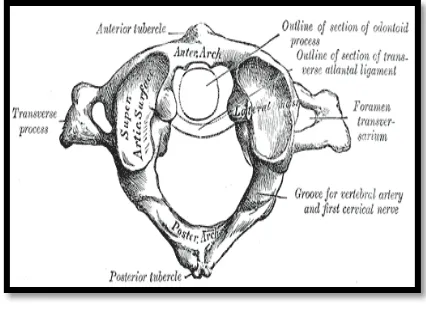 Gambar 2. Anatomi Axis15 