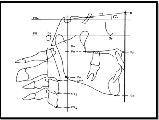 Gambar 6. Dimensi tulang vertebra servikalis11 