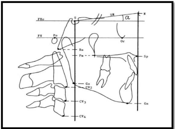 Gambar 11. Dimensi vertikal tulang vertebra servikalis (BaCV4)11 