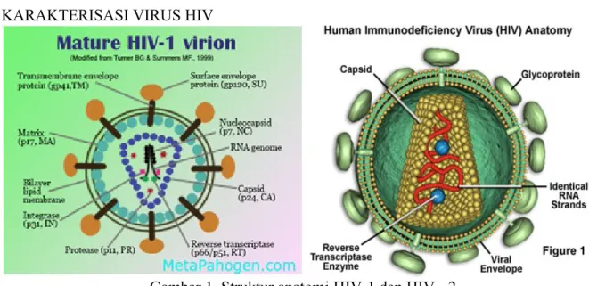 Gambar 1. Struktur anatomi HIV-1 dan HIV - 2