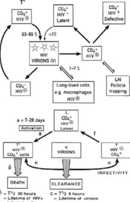 Gambar 3. Patogenesis HIV DEPLESI SEL LIMFOSIT CD4+ 