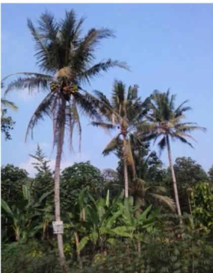 Gambar 1. Pohon kelapa. 
