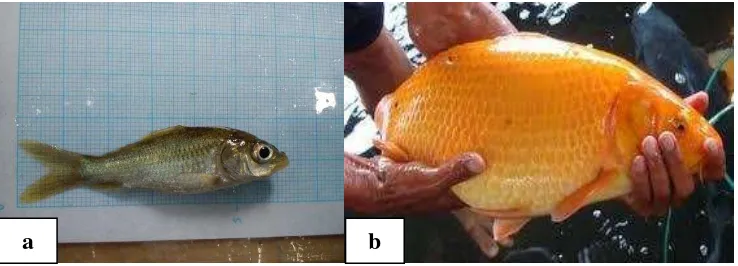 Gambar 2. (a) Benih ikan mas (b) Induk ikan mas 